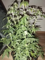 IMG_20240116_210745.webp