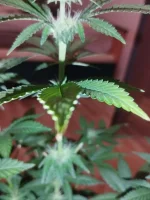 IMG_20240117_191718.webp