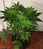 IMG_2651.webp