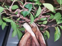 IMG_20240226_193332.webp