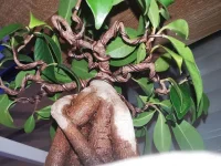 IMG_20240226_193343.webp