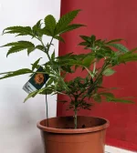P mimosa 1.webp