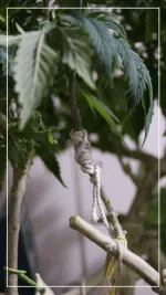 greffe Tangie Réussi.webp