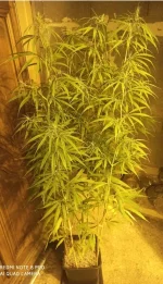 12-12 +53 (3) - Copie.webp