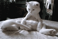 unnamed (1).gif