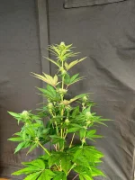 IMG_7430.webp IMG_7430.webp