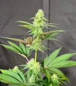 IMG_7440.webp IMG_7440.webp