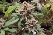 Tangie Cookies I 3977 - copie.webp