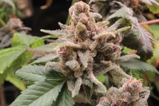 Tangie Cookies I 3989 - copie.webp
