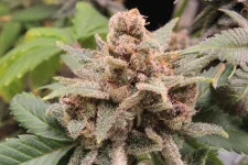 Tangie Cookies I 3995 - copie.webp