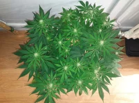 KillerA5Haze1.webp