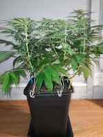 KillerA5Haze2.webp