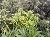 image2.webp