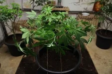 25V.webp