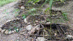 bloggif_66b4fcf5a40c2.gif