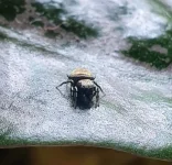 Heliophanus-02.webp