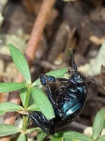 insect 1 top.webp