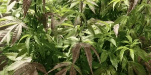 manque molybdene typique cannabis.webp