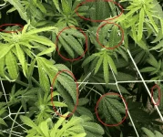 what is it.webp
