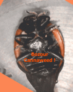 MACRO-COCCINNELLE-MOVIE-1-gif-2.gif