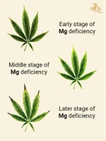 mg deficiency 2.webp mg deficiency 2.webp