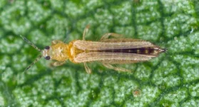 thrips.webp