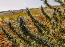 Landrace_Strains_Growing_Outdoors_900x650.webp