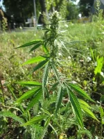 ruderalis_europe_roadside2.webp