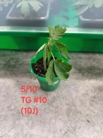 20241005_150906.webp