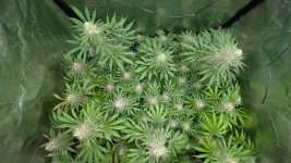 IMG-20241105-WA0003.webp