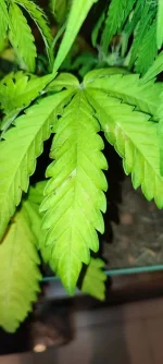 IMG_20241006_183038.webp IMG_20241006_183038.webp