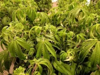 windburn_cannabis-1.webp windburn_cannabis-1.webp