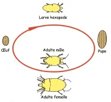 P34_Pic2_Cycle+biologique+des+Tarsonemidae+(D'après+Kreiter,+1994)-3864193708.webp P34_Pic2_Cycle+biologique+des+Tarsonemidae+(D'après+Kreiter,+1994)-3864193708.webp