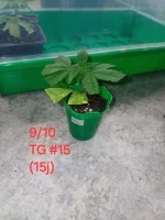 20241009_131730.webp