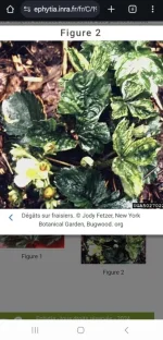 Screenshot_20241022_070702_Chrome.webp