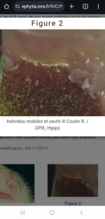 Screenshot_20241022_070825_Chrome.webp