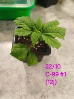 20241022_201817.webp