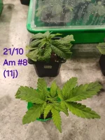 20241021_211157.webp