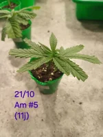 20241021_211338.webp