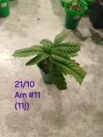 20241021_211443.webp