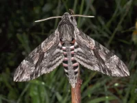 CONVOLVULI-M-20100813-1.webp