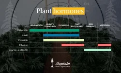 plant-hormones.webp