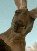 Suppositoir ou pas.gif Suppositoir ou pas.gif