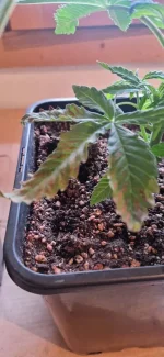 20241126_092925.webp
