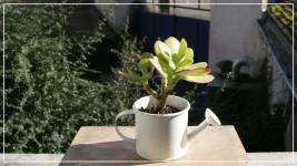 le crassula fev2017.webp