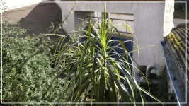 le dracena fev2017.webp
