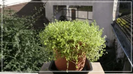 le soleirolia fev2017.webp