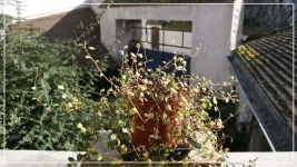 un muehlenbeckia fev2017.webp