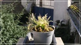 la drosera capensis fev2017.webp