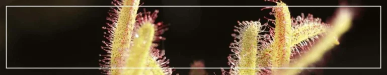 la drosera capensis tritri fev2017.webp